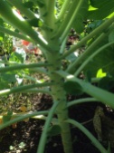 Buds starting to form on this brussels sprout plant